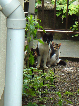 060528three-cats.jpg
