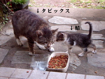 060528two-cats.jpg