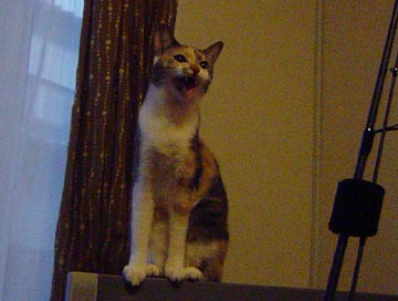 071005nikoppe.jpg