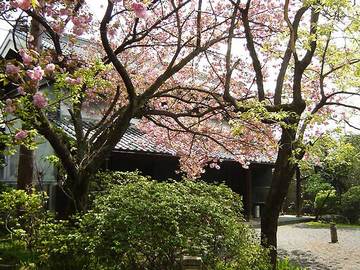 080423shiyotsuru2.jpg