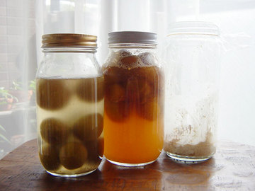 080623ume-yeast.jpg