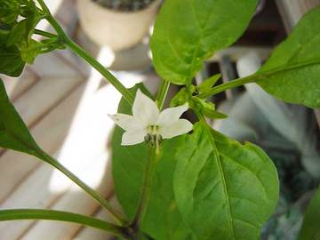 080624small-sweet-pepper2.jpg
