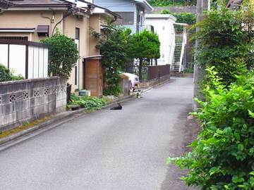 080824cats1.jpg