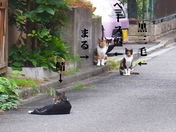 080824cats22.jpg