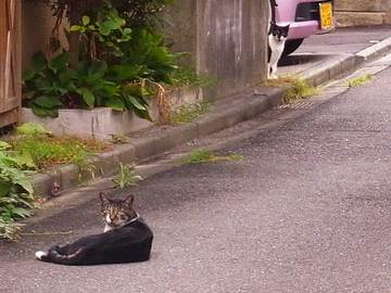080824cats3.jpg