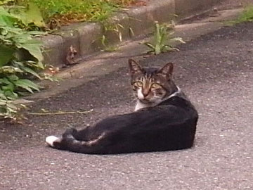 080824saba.jpg