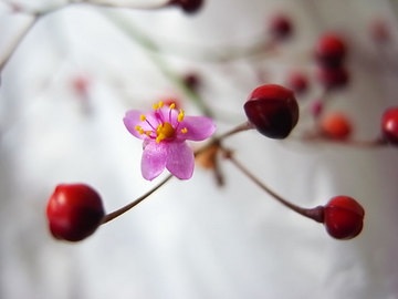 081018flower2.jpg