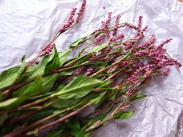 081018flower4.jpg