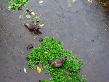 081124wild-duck.jpg