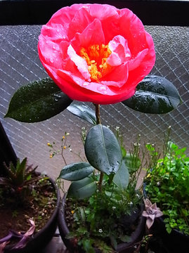 090306camellia30.jpg