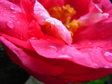 090306camellia31.jpg