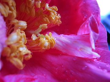 090306camellia32.jpg