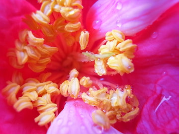 090306camellia33.jpg