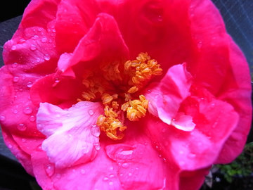 090306camellia35.jpg