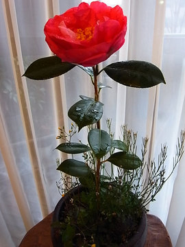 090306camellia36.jpg