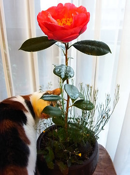 090306camellia38.jpg