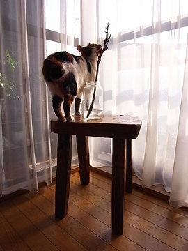090331nandin1.jpg