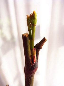 090331nandin2.jpg