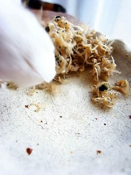 090531chirimen-sansho2.jpg
