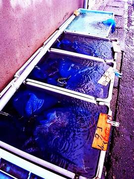 090628sajima2.jpg