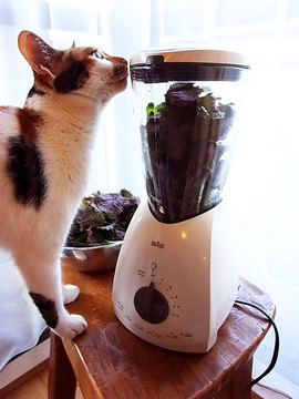 090823shiso-miso2.jpg