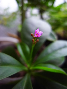 090930coral-flower1.jpg