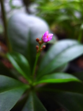 090930coral-flower2.jpg