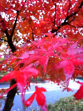 091122red2.jpg