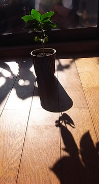 091231sunlight.jpg