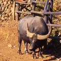 100110tama-zoo08.jpg
