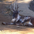 100110tama-zoo17.jpg