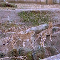 100110tama-zoo24.jpg