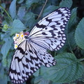 100110tama-zoo26.jpg