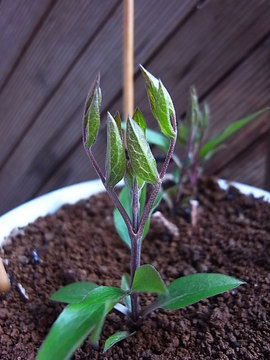 100228clematis-int-roguchi.jpg