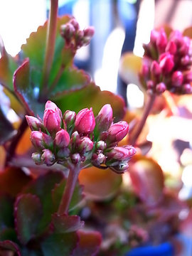 100228flower01.jpg