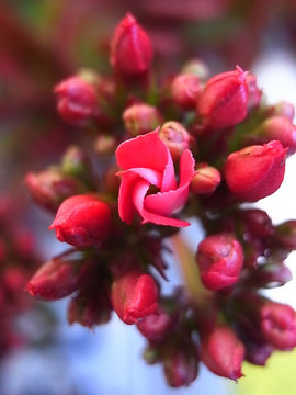 100228flower02.jpg