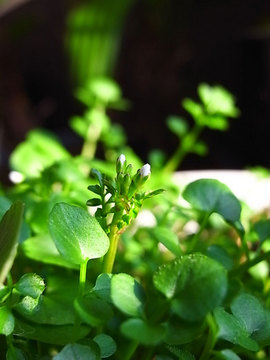 100228flower03.jpg