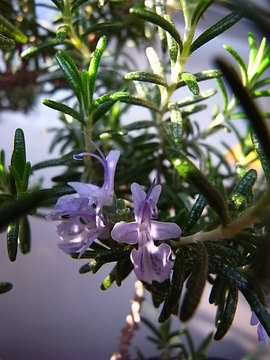 100228flower04.jpg