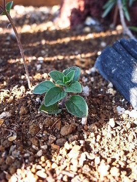 100228green03.jpg