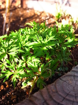 100228green05.jpg