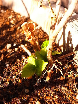 100228green06.jpg