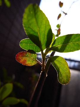 100228green08.jpg