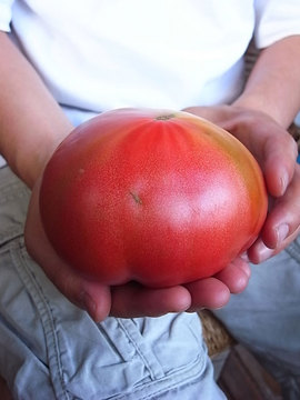 100521vegetables2.jpg