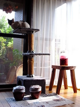 100801shake3.jpg