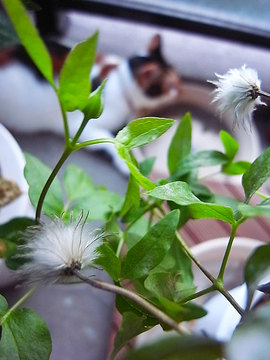 100804clematis-int-roguchi1.jpg