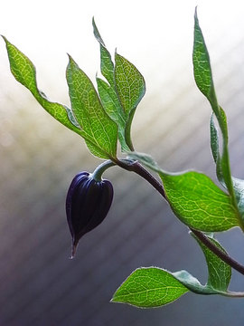 100804clematis-int-roguchi3.jpg