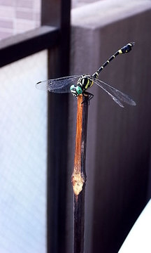 100804dragonfly.jpg