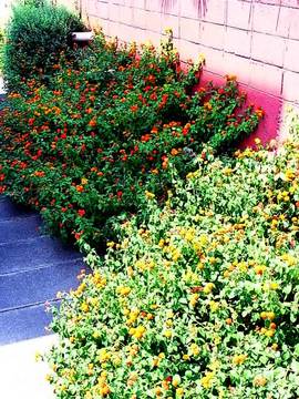 100831flower1.jpg