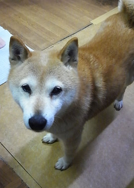 110430hana.jpg