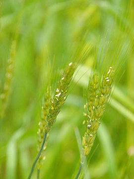 110516wheat1.jpg